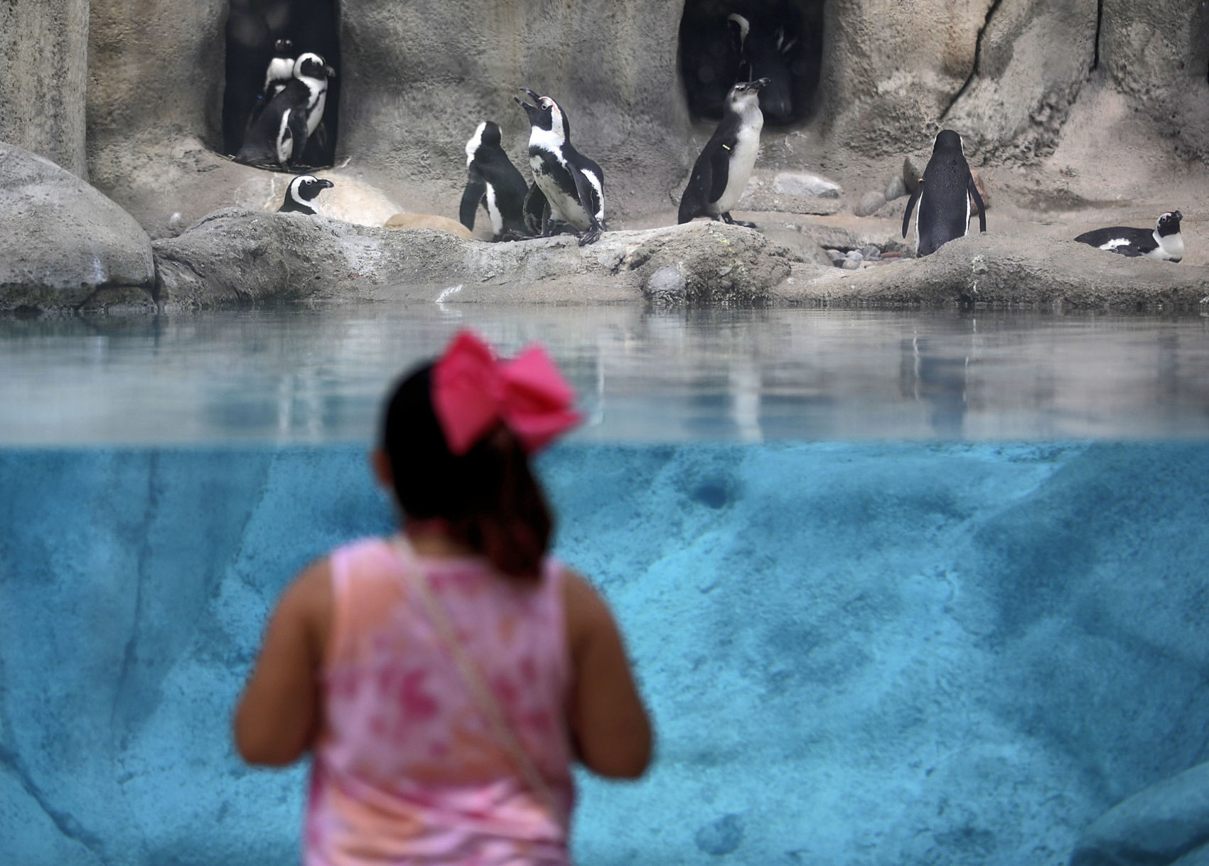 TULSA zoologijos sodas